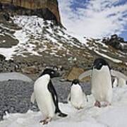 Adelie Penguin Trio Walking Antarctica Art Print
