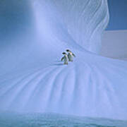 Adelie Penguins On Iceberg Antarctica Art Print