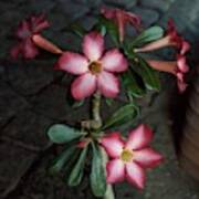 Adenium Flowers At The House Of Jean Schlumberger Art Print