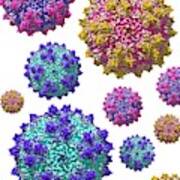 Adeno-associated Viruses Art Print