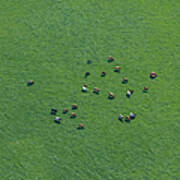 Aerial View Of Cows In Field Art Print
