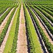 Aerial View Of Vineyard In Ontario Canada Art Print