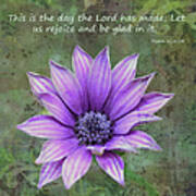 African Daisy With Scripture Art Print