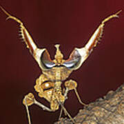 African Devil Mantis Art Print