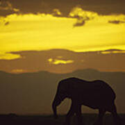 African Elephant At Sunset Amboseli Art Print
