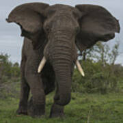 African Elephant Charging Sabi-sands Art Print