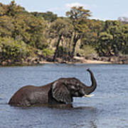 African Elephant In Chobe River Art Print