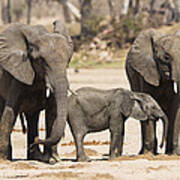 African Elephant Juveniles And Calf Art Print