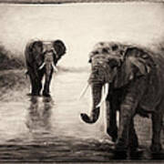 African Elephants At Sunset Art Print