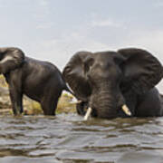African Elephants In The Chobe River Art Print