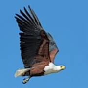 African Fish Eagle In Flight Art Print