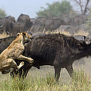 African Lion Attacking Cape Buffalo Art Print