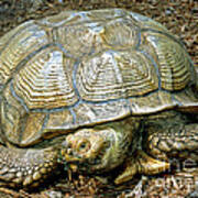 African Spurred Tortoise Art Print