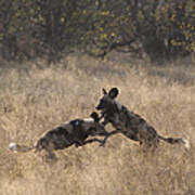 African Wild Dogs Play-fighting Art Print