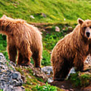 Alaska Brown Bears Art Print