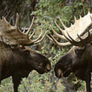 Alaska Moose Bull Confrontation Art Print