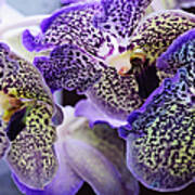 Aliens. Orchids From Keukenhof. Netherlands Art Print