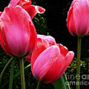 All About Tulips Victoria Art Print