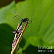 All Black Ninja Dragonfly Art Print