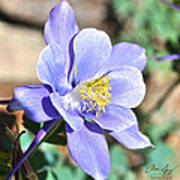 All Blue Columbine Art Print