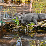 Alligator Mississippiensis Art Print