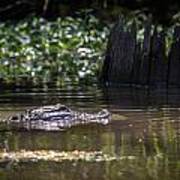 Alligator Swimming In Bayou 2 Art Print