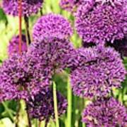 Allium Hollandicum 'purple Sensation' Art Print