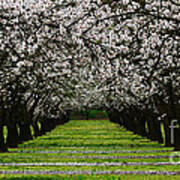 Almond Orchard Art Print