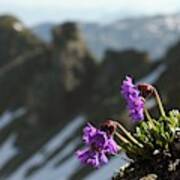 Alpine Flowers Art Print