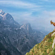 Alpine Ibex In The Mountains Art Print