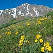 Alpine Sunflower And Gray's Peak Art Print