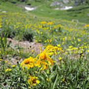 Alpine Sunflowers Art Print