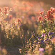 Alpine Wildflowers At Mt. St. Helens Art Print