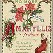 Amaryllis Art Print