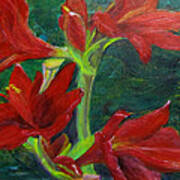 Amaryllis Art Print