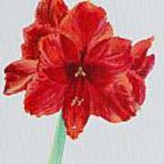 Amaryllis Art Print