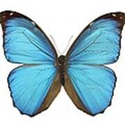 Amazonian Butterfly Art Print