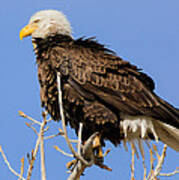 American Bald Eagle Standing Proud Art Print