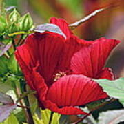 American Beauty --- Hibiscus Coccineus Art Print