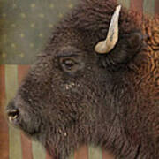 American Bison Headshot Profile Art Print