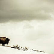 American Bison On The Top Of A Snowy Art Print