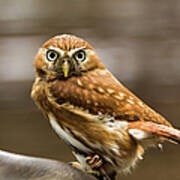 American Burrowing Owl Art Print