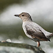 American Dipper Foraging Costa Rica Art Print