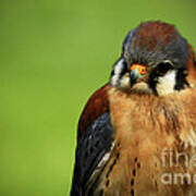 American Kestrel Focus Art Print