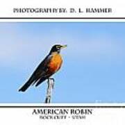 American Robin Art Print