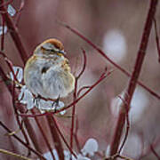 American Tree Sparrow 2 Art Print