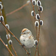 American Tree Sparrow In Pussy Willow Art Print