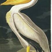 American White Pelican Art Print