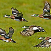 American Wigeon Drakes Art Print