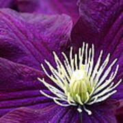 Amethyst Colored Clematis Art Print